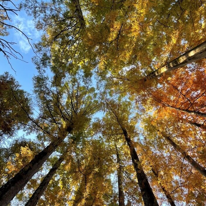 秋空とメタセコイア（神奈川県川崎市生田緑地）
